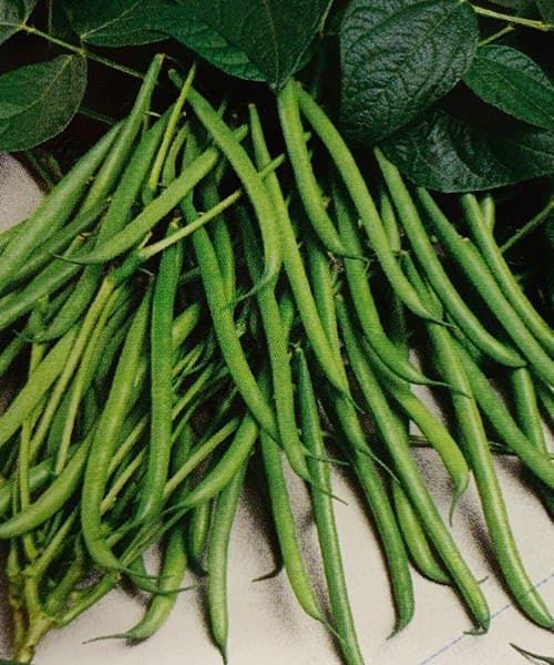 IMPORTED DWARF GREEN BEAN