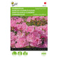 Buzzy Godetia, Azalea Sweetheart Pink 004319