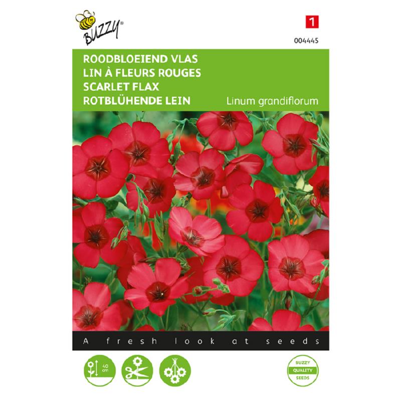 Buzzy Linum, red flowering Flax 004445