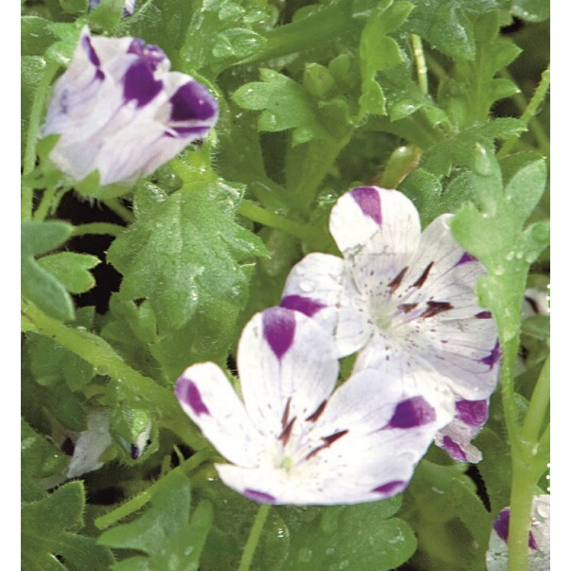 Buzzy Nemophila, Haagbloem Five spot  004522