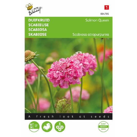 Buzzy Scabiosa, Pigeon Herb Salmon Queen 004705