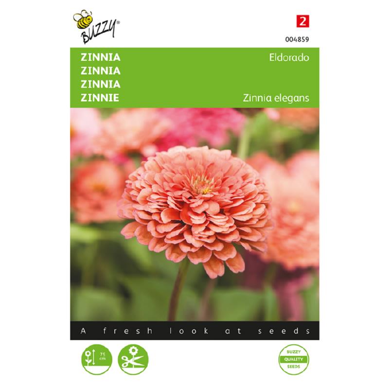 Buzzy Zinnia Eldorado 004859