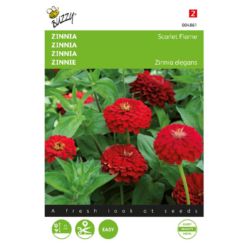 Buzzy Zinnia Scarlet Flame 004861