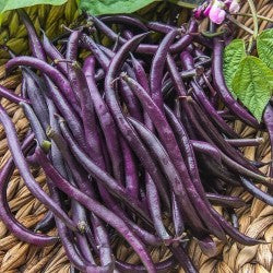 IMPORTED PURPLE BEAN