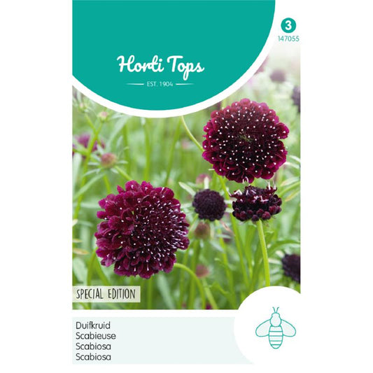 HT Scabiosa, Dovewort deep dark purple 147055