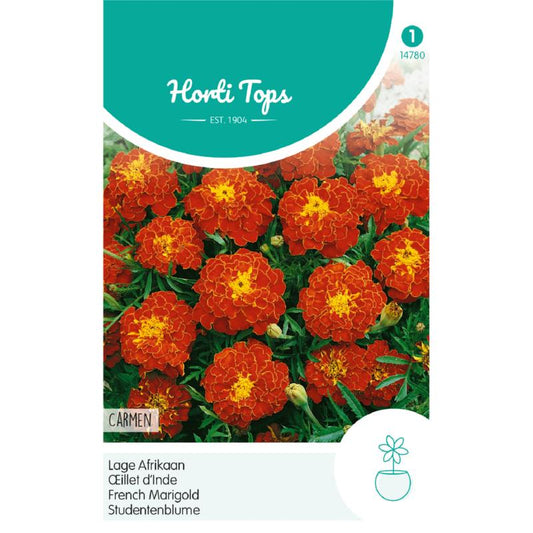 HT Tagetes, low African Carmen 14780