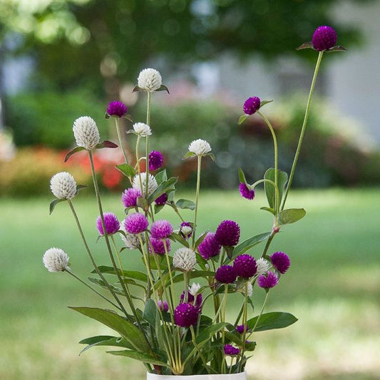 Gomphrena Mixed Per Gram (Summer)