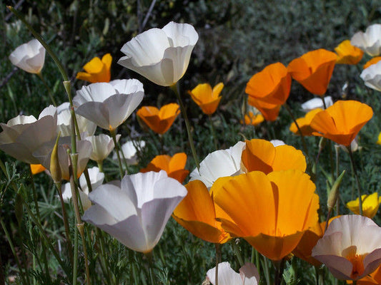 Californian poppy single mixed Per Gram Winter