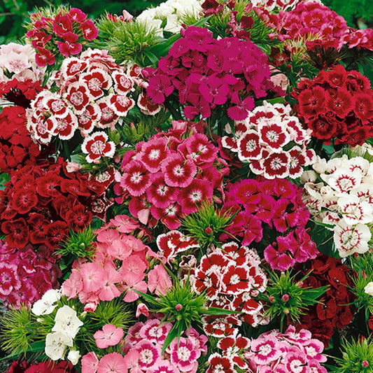 Sweet William Single Floriade Mixture