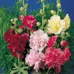 Hollyhock double mixed Per Gram Winter