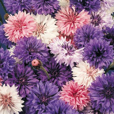 Centaurea cyanus tall double Ball mixture 1-Gram (Winter)