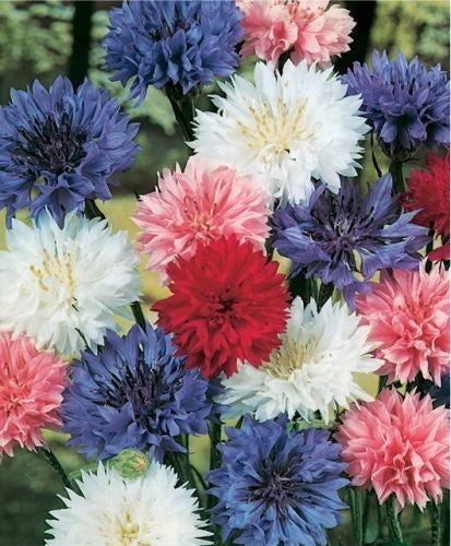 Cornflower double Polka Dot mixed (dwarf) Per Gram Winter