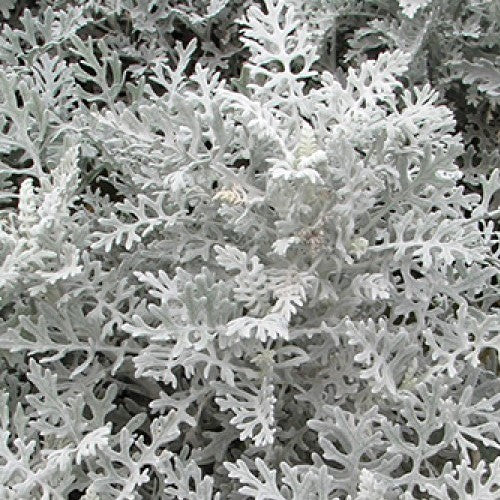 Cineraria Maritima Silverdust Winter 0.5Gram