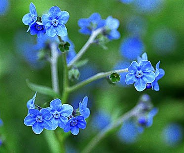 Chinese forget-me-not winter