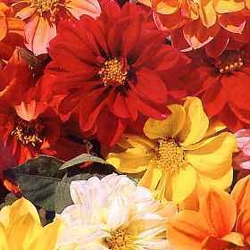 Dahlia pinnata Early Bird Mixed 1-Gram (Winter)