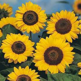 Helianthus annuus 'Domino' Sunflower Summer