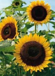 Helianthus annuus 'Taiyo' Sunflower Summer