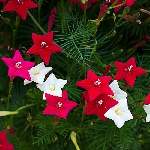 Cypress Vine Mix Summer