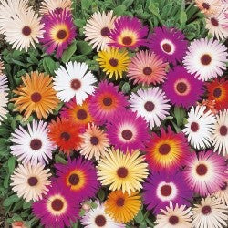 Mesembryanthemum (Livingstone daisy) Ice Plant