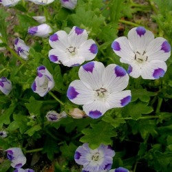 Nemophila maculata 'Five Spot'