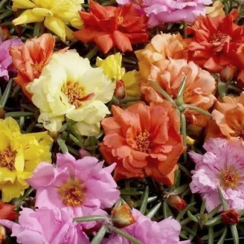 Portulaca Longtime Mix Summer