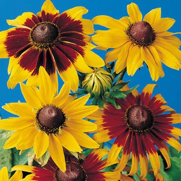 Rudbeckia Hirta Gloriosa Daisy Mix Summer Coming Soon