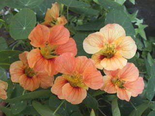 Tropaeolum nanum Top Flowering Double Nasturtium Salmon Baby' Winter