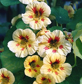 Tropaeolum nanum Top Flowering Double Peach Melba Nasturtium Winter