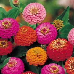 Zinnia elegans Lilliput Formula Mixed Summer