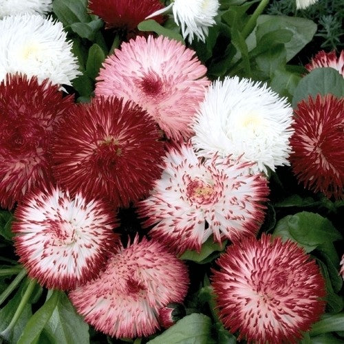 Bellis double mixed English Daisy 0.5-Gram (Winter)