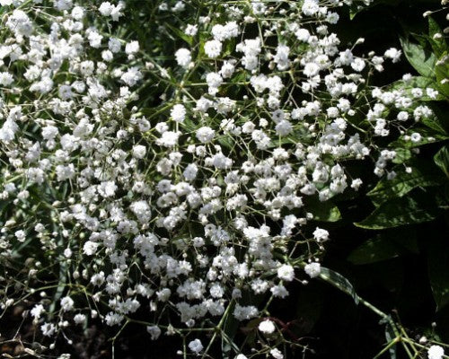 Gypsophila Baby Breath