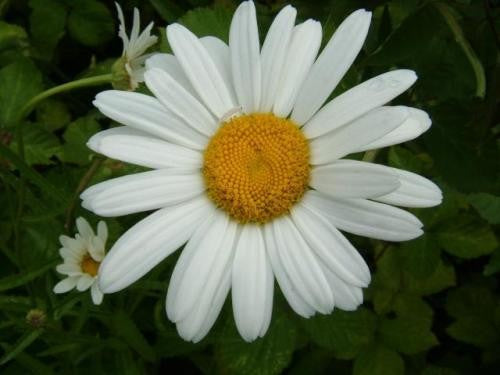 Chrysanthemum Mayfield Giants (Shasta daisy) Per Gram Winter