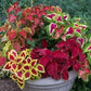 Coleus Rainbow Mix Summer COMING SOON