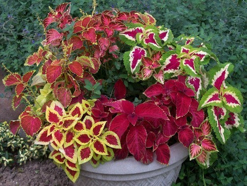 Coleus Rainbow Mix Summer COMING SOON