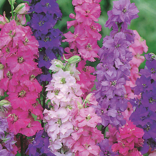 Rocket larkspur dwarf mixed Winter