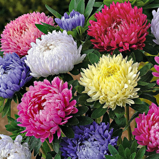 Aster Chinensis Duchesse Mixed For CutFlower