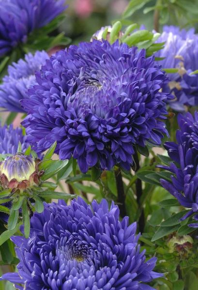 Aster Duchesse Dark Blue CutFlower