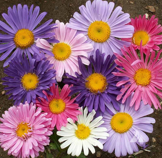 Callistephus chinensis Aster mixed 1-Gram (Winter)