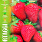 Royal Quattro Stagioni Strawberry