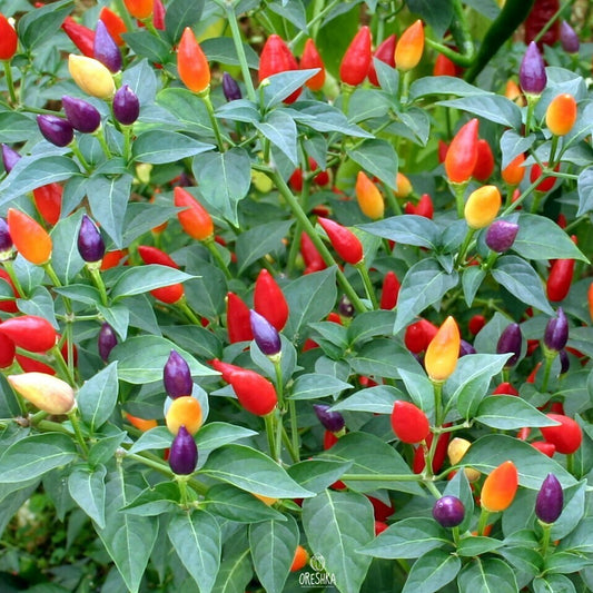 Capsicum Aladin (Ornamental pepper) 0.5 GRAM