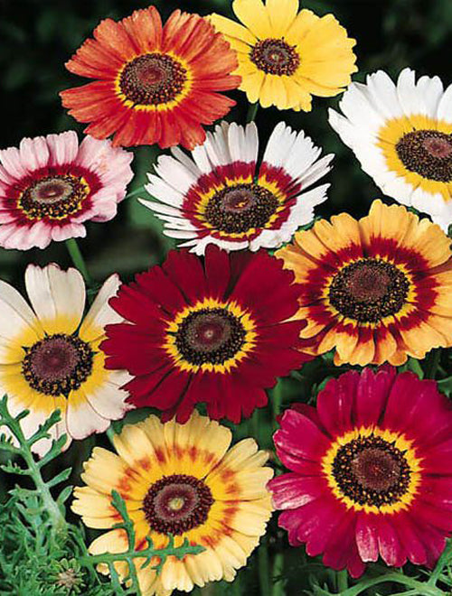 Chrysanthemum carinatum Rainbow single mixed Per Gram Winter