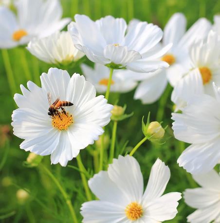 Cosmos Sensation white winter