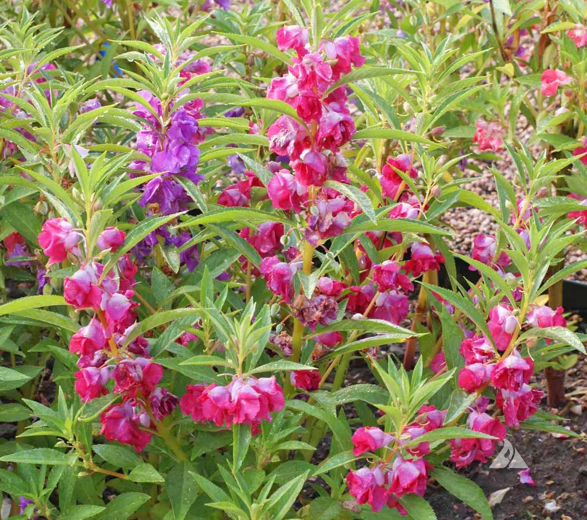 Balsam Bush flower Mix SUMMER COMING SOON