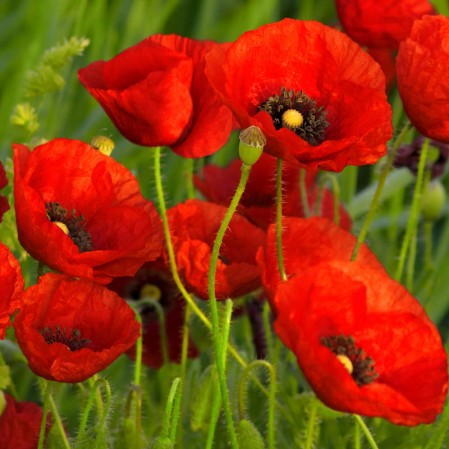 English poppy single red Per Gram Winter