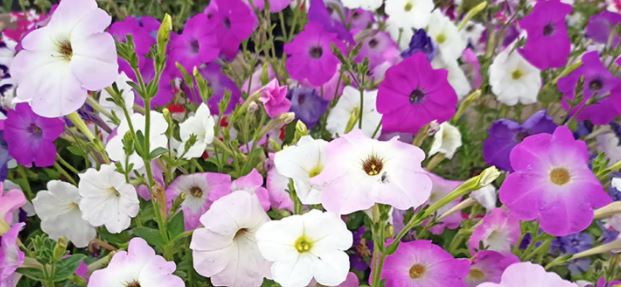 Petunia Mixed Winter 1-Gram