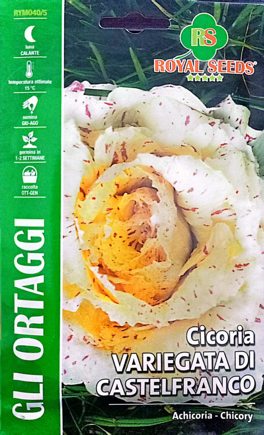 Royal Chicory Castelfranco 040/5