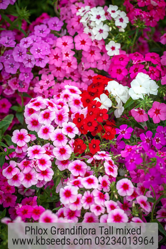 Phlox Grandiflora Tall Mixed 1-Gram (Winter)