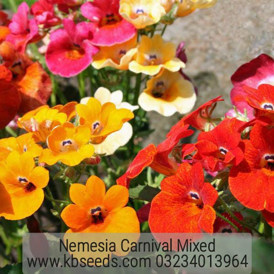 Nemesia Carnival Mixed 1-Gram (Winter)