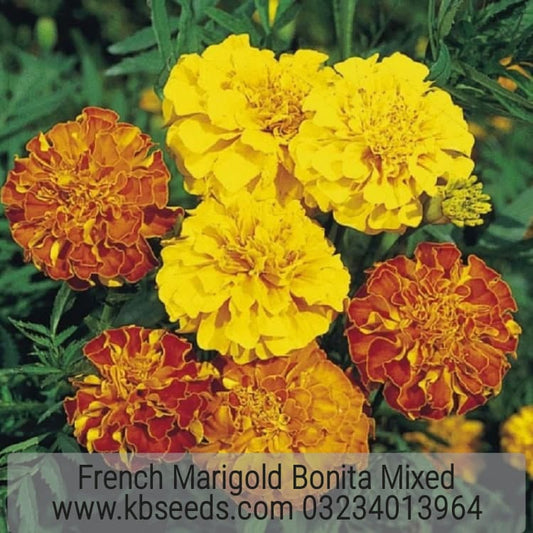 French Marigold Bonita Mixed 1-Gram (Winter)