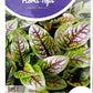 Rumex Sorrel Red Veined 11252